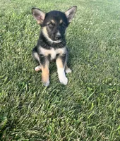 Sasha, a female German Shepherd Dog and Alaskan Husky for sale in Chesterton, IN – 6 of 6