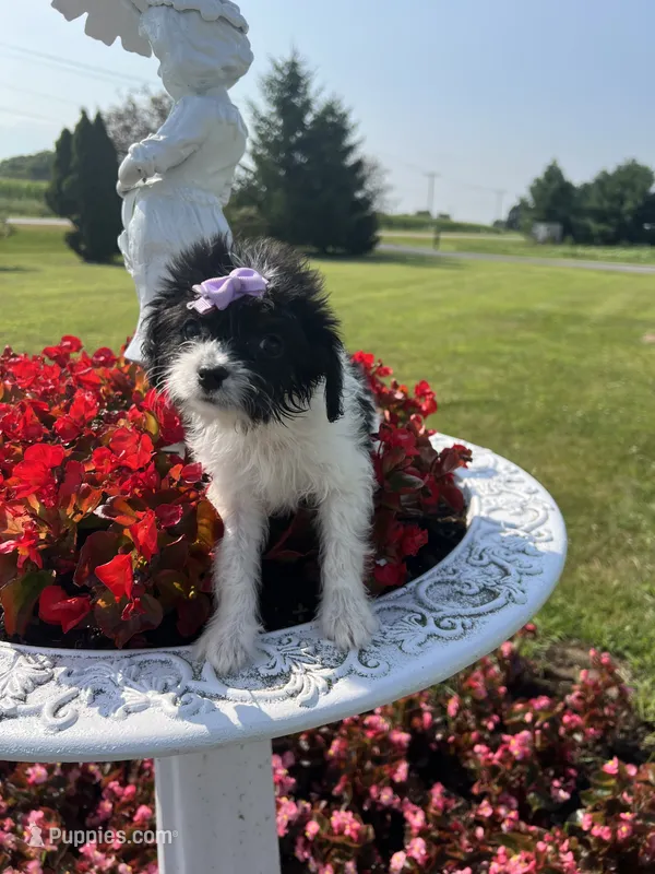 Minnie – Yorkipoo puppy for sale in Chesterton, IN