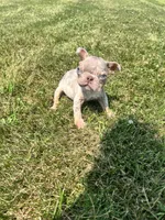 Gizmo , a male French Bulldog for sale in Chesterton, IN – 2 of 4