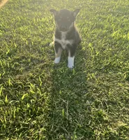 Bailey, a female German Shepherd Dog and Alaskan Husky for sale in Chesterton, IN – 2 of 5