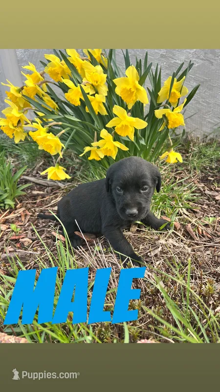 Sam – Labrador Retriever puppy for sale in Chesterton, IN