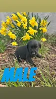 Sam, a male Labrador Retriever for sale in Chesterton, IN – Photo 1 of 2