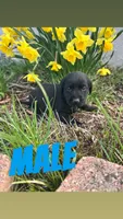 Sam, a male Labrador Retriever for sale in Chesterton, IN – Photo 2 of 2