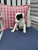 Danny, a male Border Collie for sale in Chesterton, IN – 7 of 7
