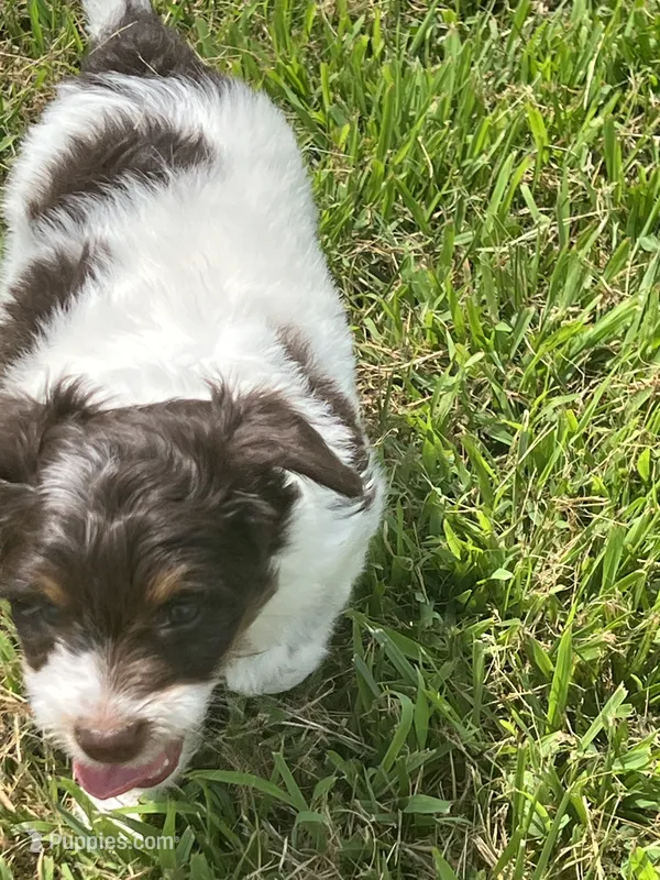 Milo – Goldendoodle, Labrador Retriever puppy for sale in Chesterton, IN