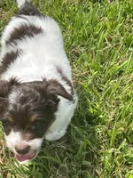 Milo, a male Goldendoodle and Labrador Retriever for sale in Chesterton, IN – 1 of 8