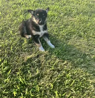 Bailey, a female German Shepherd Dog and Alaskan Husky for sale in Chesterton, IN – 3 of 5