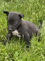 Freddy, a male Chihuahua for sale in Chesterton, IN – 2 of 4