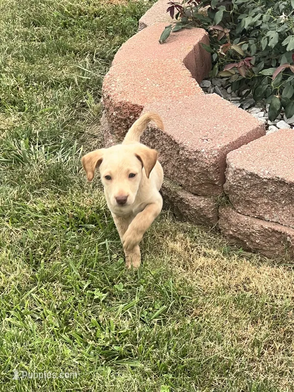 Maggie – Goldendoodle, Labrador Retriever puppy for sale in Chesterton, IN