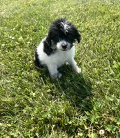 Mickey, a male Yorkipoo for sale in Chesterton, IN – 3 of 6
