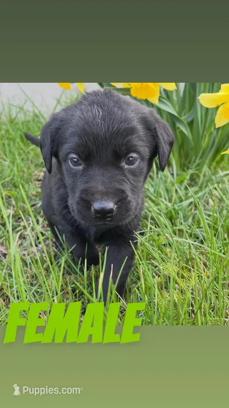 Dawn – Labrador Retriever puppy for sale in Chesterton, IN
