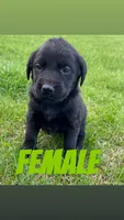 Dawn, a female Labrador Retriever for sale in Chesterton, IN – Photo 2 of 2