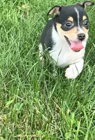 Freedom, a female Chihuahua for sale in Chesterton, IN – 2 of 4