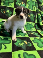 Fiona, a female Chihuahua for sale in Chesterton, IN – Photo 2 of 3