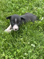 Gracy, a female Chihuahua for sale in Chesterton, IN – 6 of 6