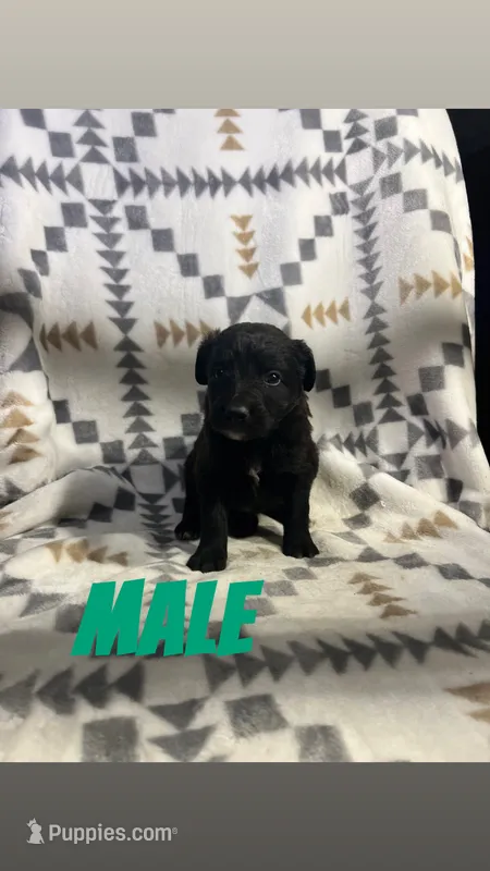 Casey – Golden Retriever, Miniature Australian Shepherd puppy for sale in Chesterton, IN