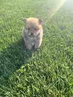 Waylon, a male Pomeranian for sale in Chesterton, IN – 3 of 5