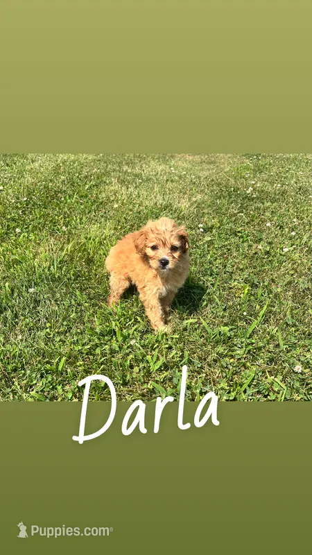 Darla – Yorkipoo puppy for sale in Chesterton, IN