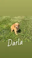 Darla, a female Yorkipoo for sale in Chesterton, IN – 1 of 4