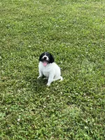 Kaiser, a male Goldendoodle and Labrador Retriever for sale in Chesterton, IN – 3 of 10