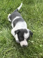 Kelly, a male Chihuahua for sale in Chesterton, IN – 4 of 5
