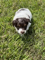 Milo, a male Goldendoodle and Labrador Retriever for sale in Chesterton, IN – 3 of 8