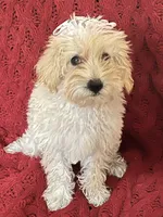Dolly, a female Miniature Schnauzer and Poodle - Toy  for sale in Chesterton, IN – 2 of 9