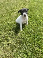 Richie, a male Chihuahua for sale in Chesterton, IN – 6 of 7