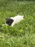 Richie, a male Chihuahua for sale in Chesterton, IN – 5 of 5