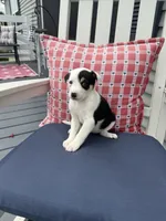 Danny, a male Border Collie for sale in Chesterton, IN – 4 of 7