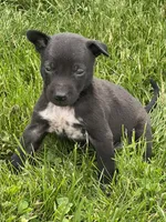 Freddy, a male Chihuahua for sale in Chesterton, IN – 4 of 4