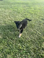 Sofia , a female German Shepherd Dog and Alaskan Husky for sale in Chesterton, IN – 4 of 4