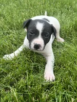 Sammy, a male Chihuahua for sale in Chesterton, IN – 2 of 6