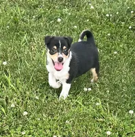 Freedom, a female Chihuahua for sale in Chesterton, IN – 3 of 4