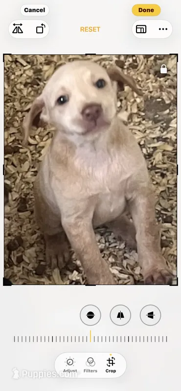 Maggie – Goldendoodle, Labrador Retriever puppy for sale in Chesterton, IN