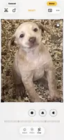 Maggie, a female Goldendoodle and Labrador Retriever for sale in Chesterton, IN – 1 of 1