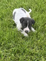 Ricky, a male Chihuahua for sale in Chesterton, IN – 4 of 4