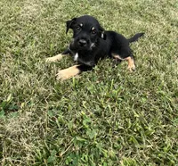 Scotty, a male Goldendoodle and Labrador Retriever for sale in Chesterton, IN – 2 of 3