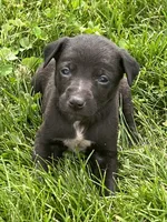 Annie, a male Chihuahua for sale in Chesterton, IN – 5 of 5