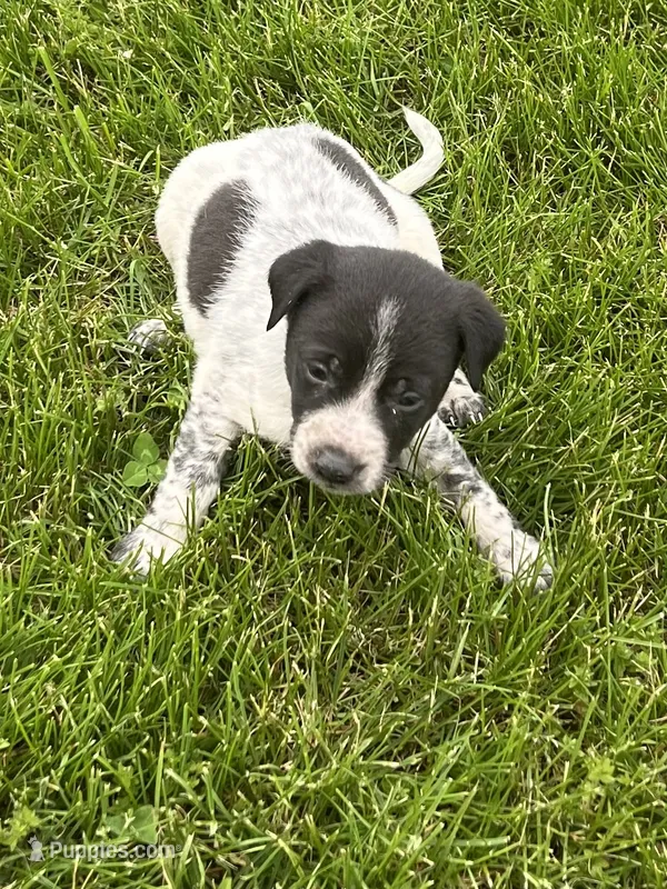Ricky – Chihuahua puppy for sale in Chesterton, IN