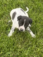 Ricky, a male Chihuahua for sale in Chesterton, IN – 1 of 4