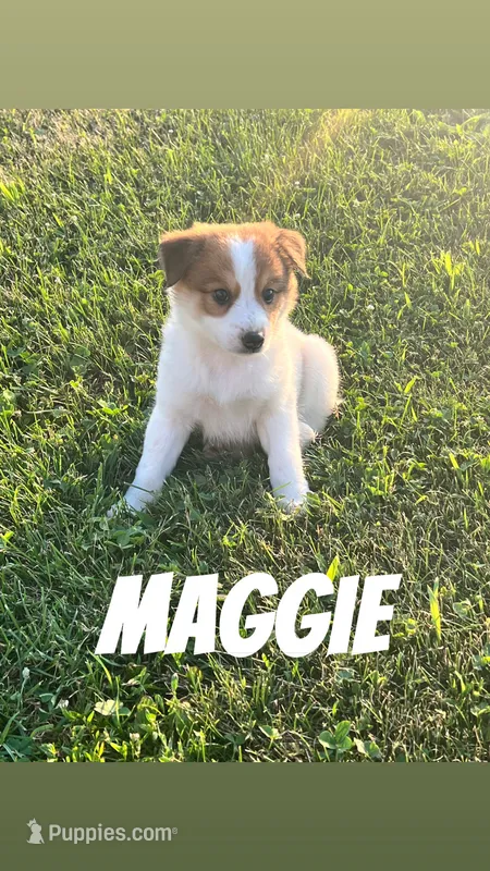 Maggoe – Chihuahua, Miniature Australian Shepherd puppy for sale in Chesterton, IN