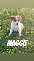Maggoe, a female Chihuahua and Miniature Australian Shepherd for sale in Chesterton, IN – 1 of 3