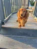 Rufus, a male Dachshund for sale in Chesterton, IN – 4 of 5