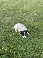 Daisey , a female Chihuahua for sale in Chesterton, IN – 3 of 4