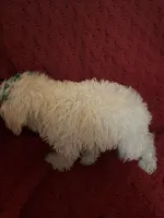 Tommy , a male Miniature Schnauzer and Poodle - Toy  for sale in Chesterton, IN – 8 of 9
