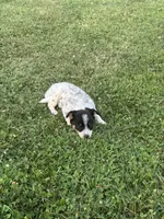 Daisey , a female Chihuahua for sale in Chesterton, IN – 4 of 4