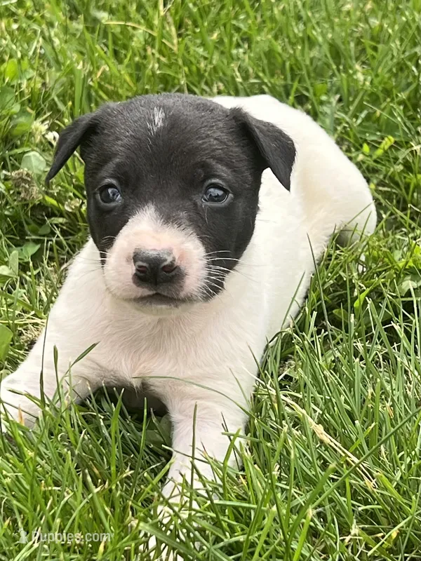 Richie – Chihuahua puppy for sale in Chesterton, IN