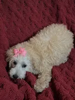 Molly , a female Miniature Schnauzer and Poodle - Toy  for sale in Chesterton, IN – 4 of 4