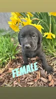 Roxy, a female Labrador Retriever for sale in Chesterton, IN – Photo 1 of 2